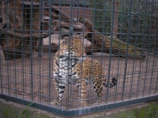 Jaguar, Berlin Zoo, Feb 2007