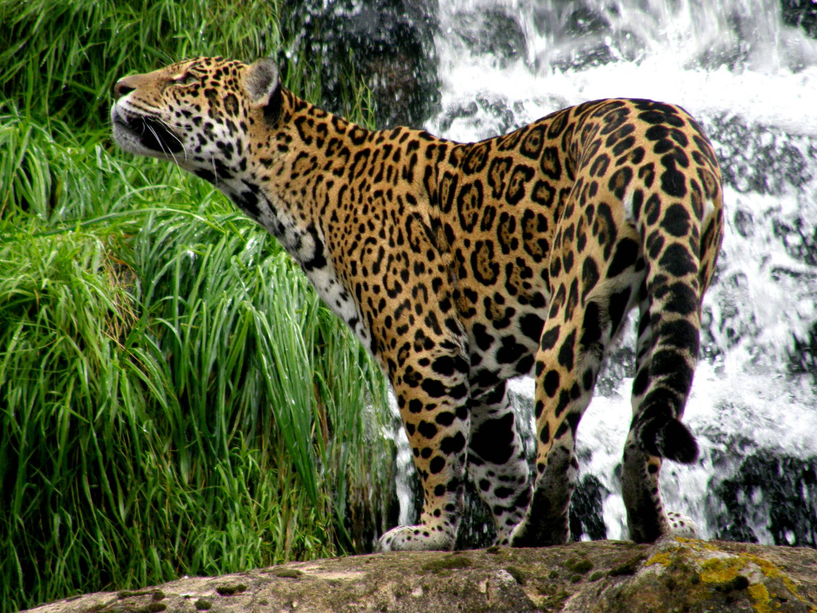 Jaguar Beside Waterfall - Chester Zoo