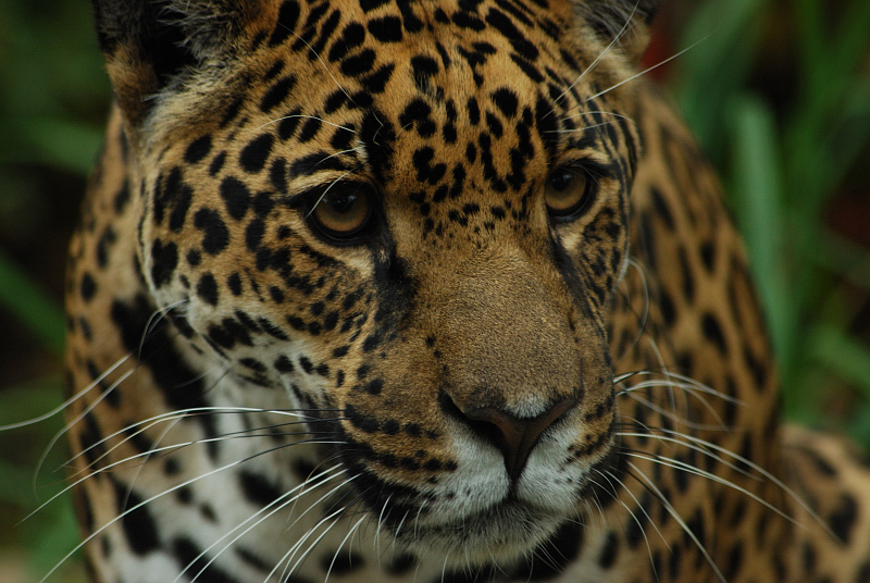 Jaguar Bess
