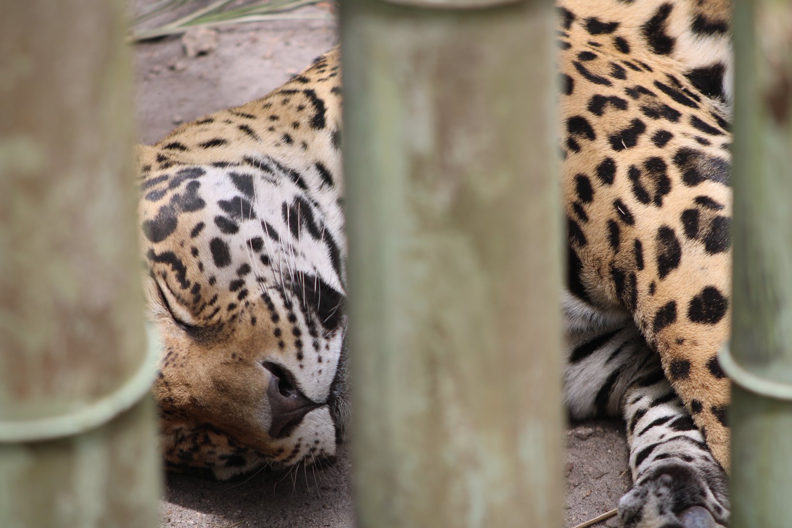 Jaguar Between “Bamboo” (Panthera onca)