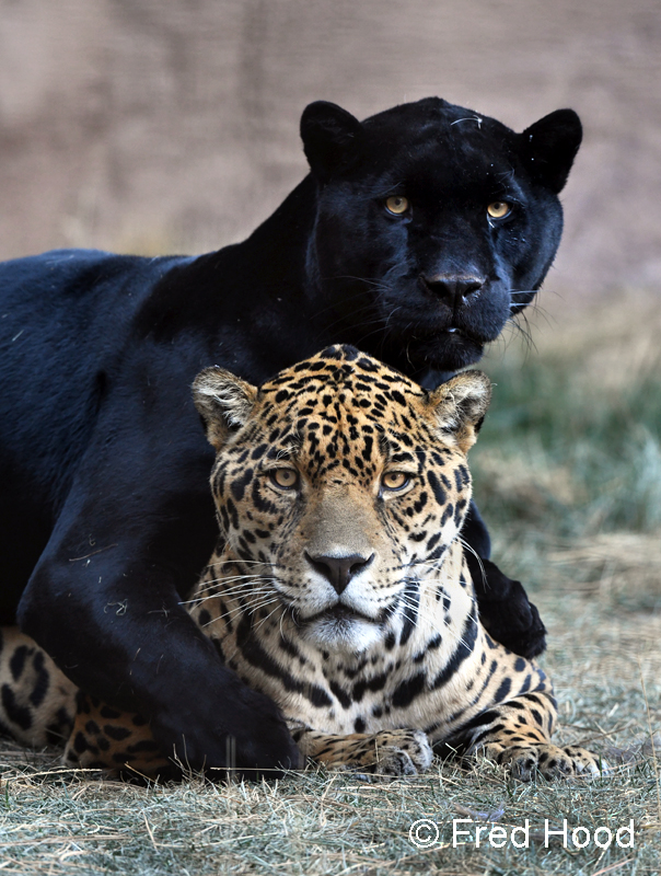jaguar brothers