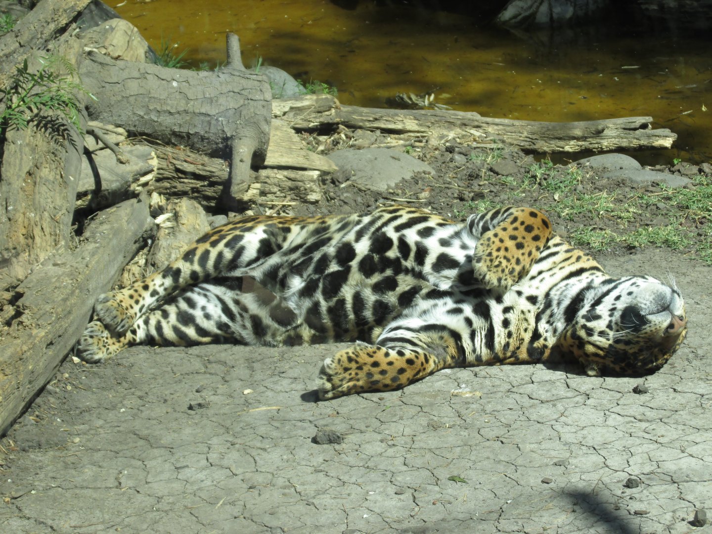 jaguar buin zoo