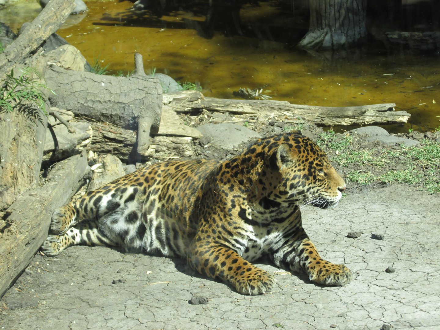 jaguar buin zoo