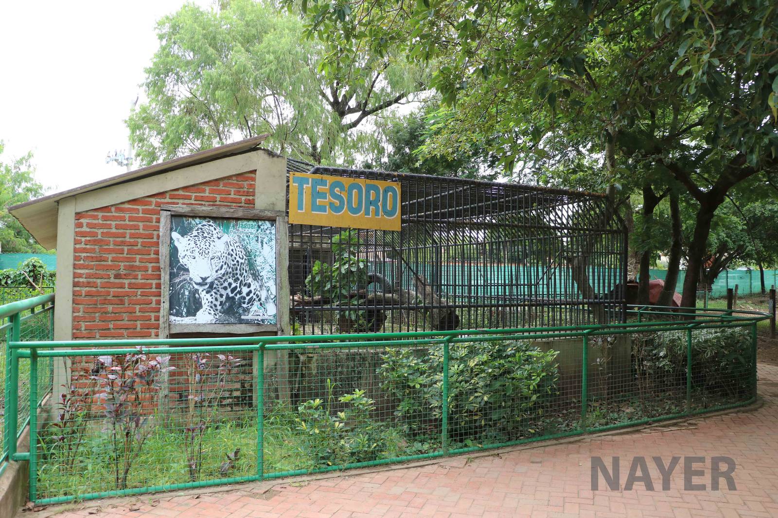 Jaguar cage, March 2016