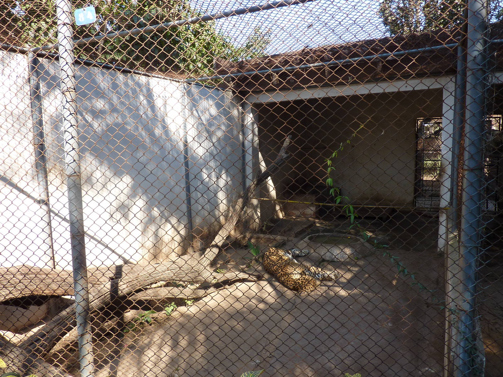 Jaguar cage