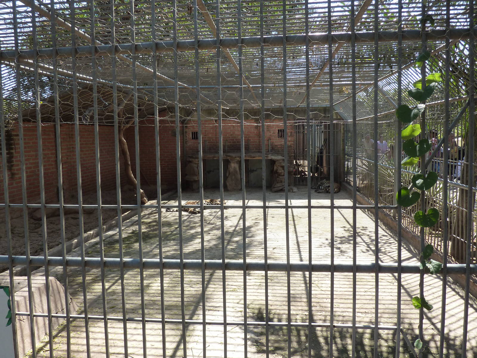 Jaguar cage
