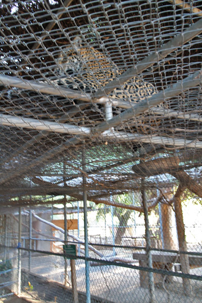 Jaguar cage