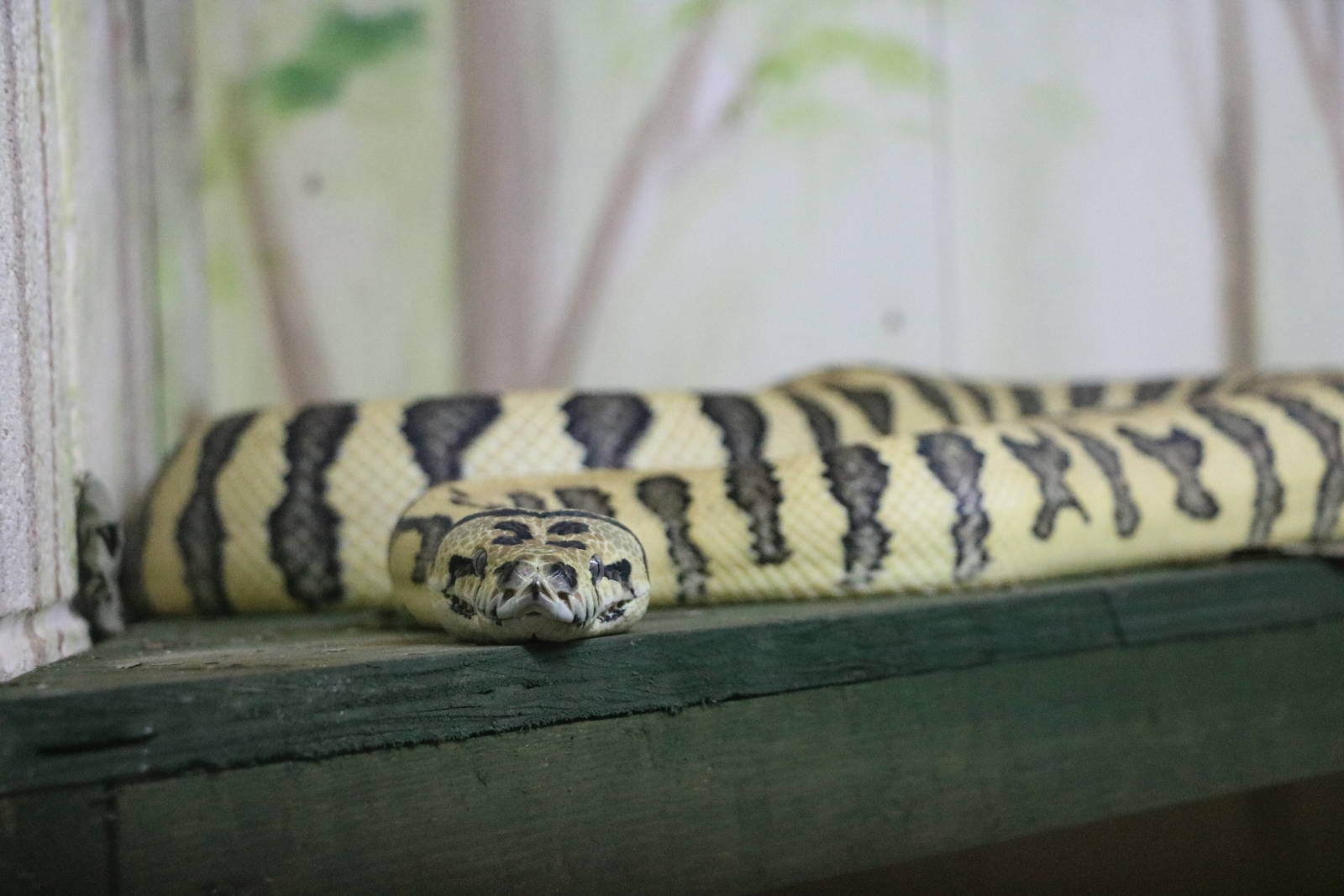 Jaguar carpet python , November 2015