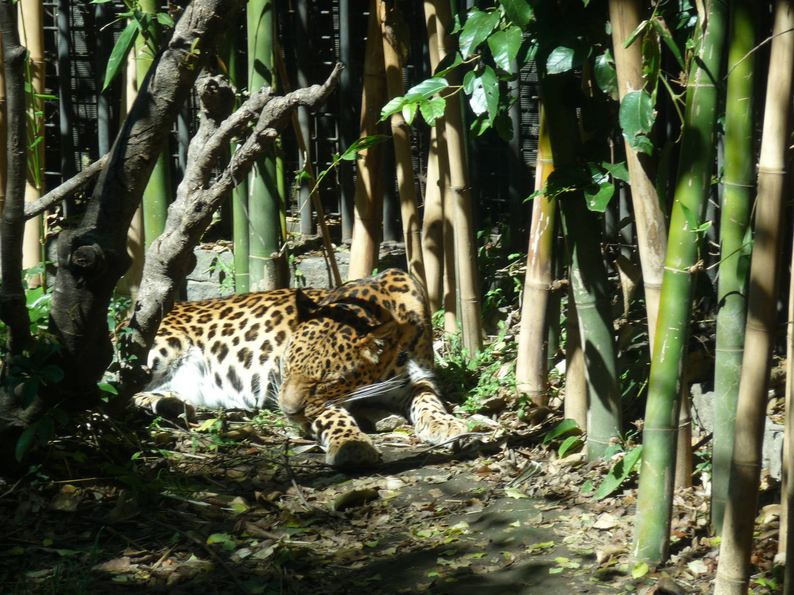 jaguar chapultepec zoo
