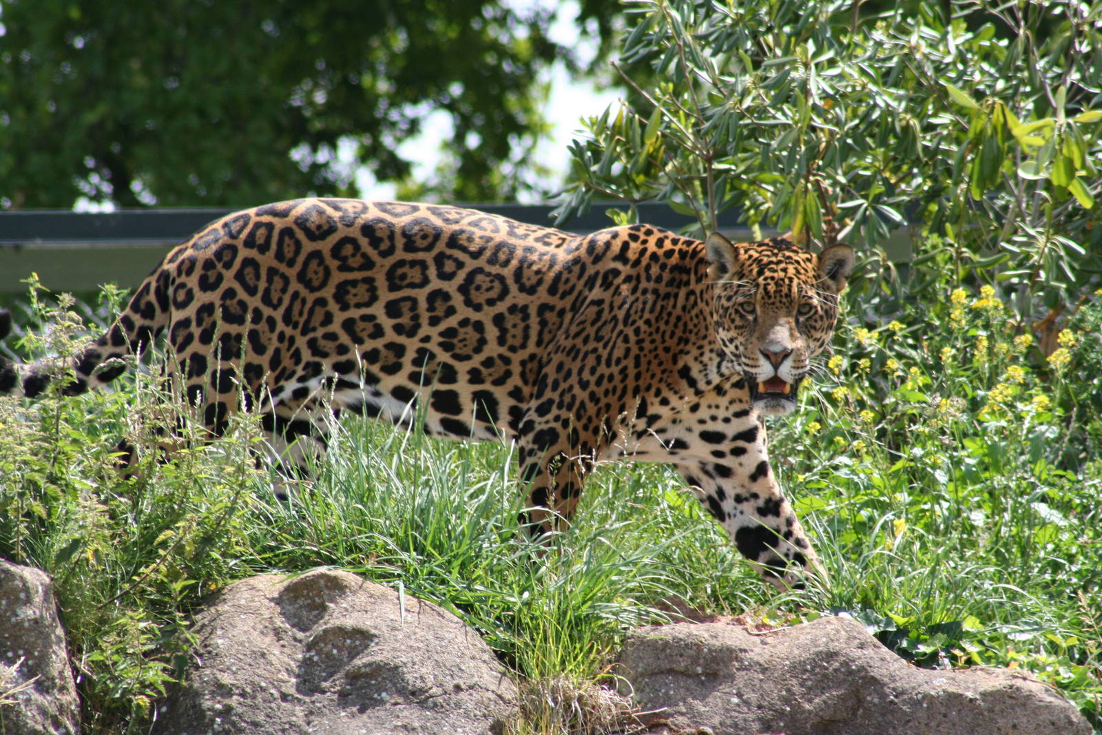 Jaguar @ Chester; 01.07.2011