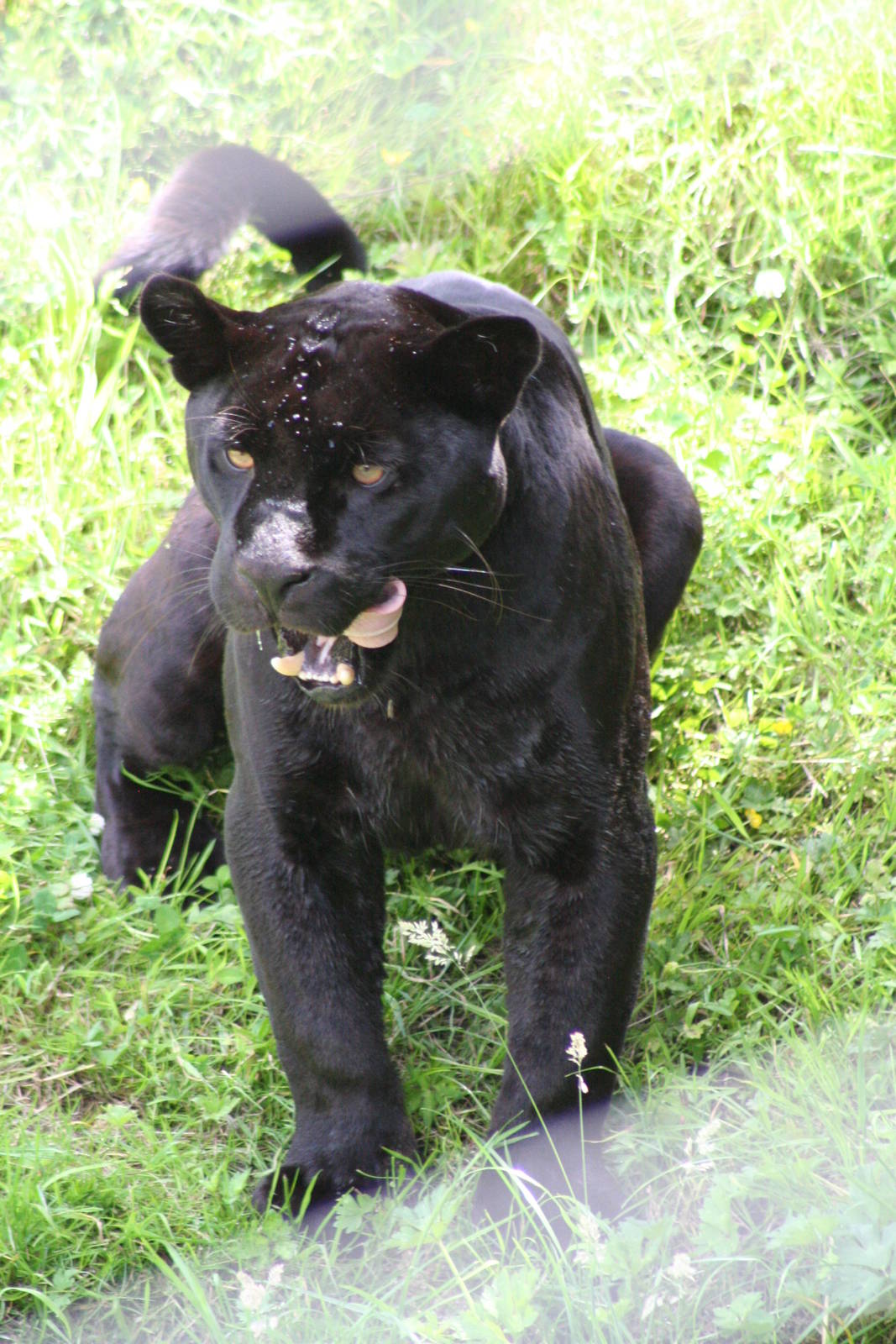 Jaguar @ Chester; 10.07.2015