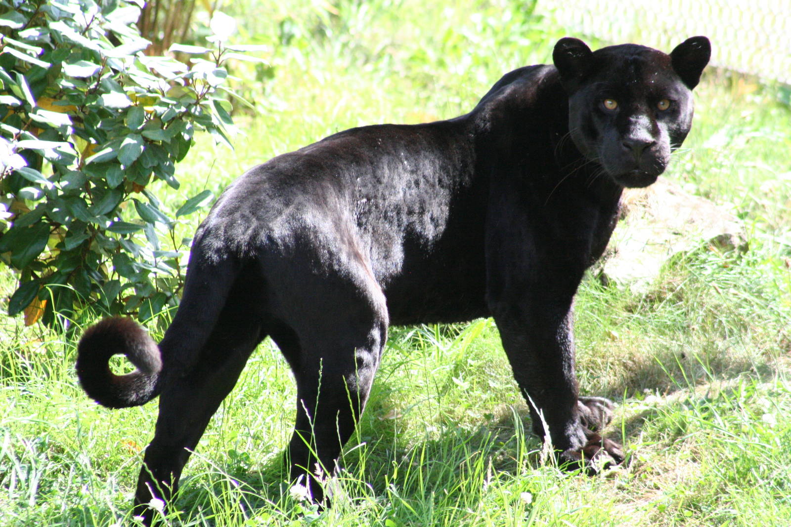 Jaguar @ Chester; 10.07.2015