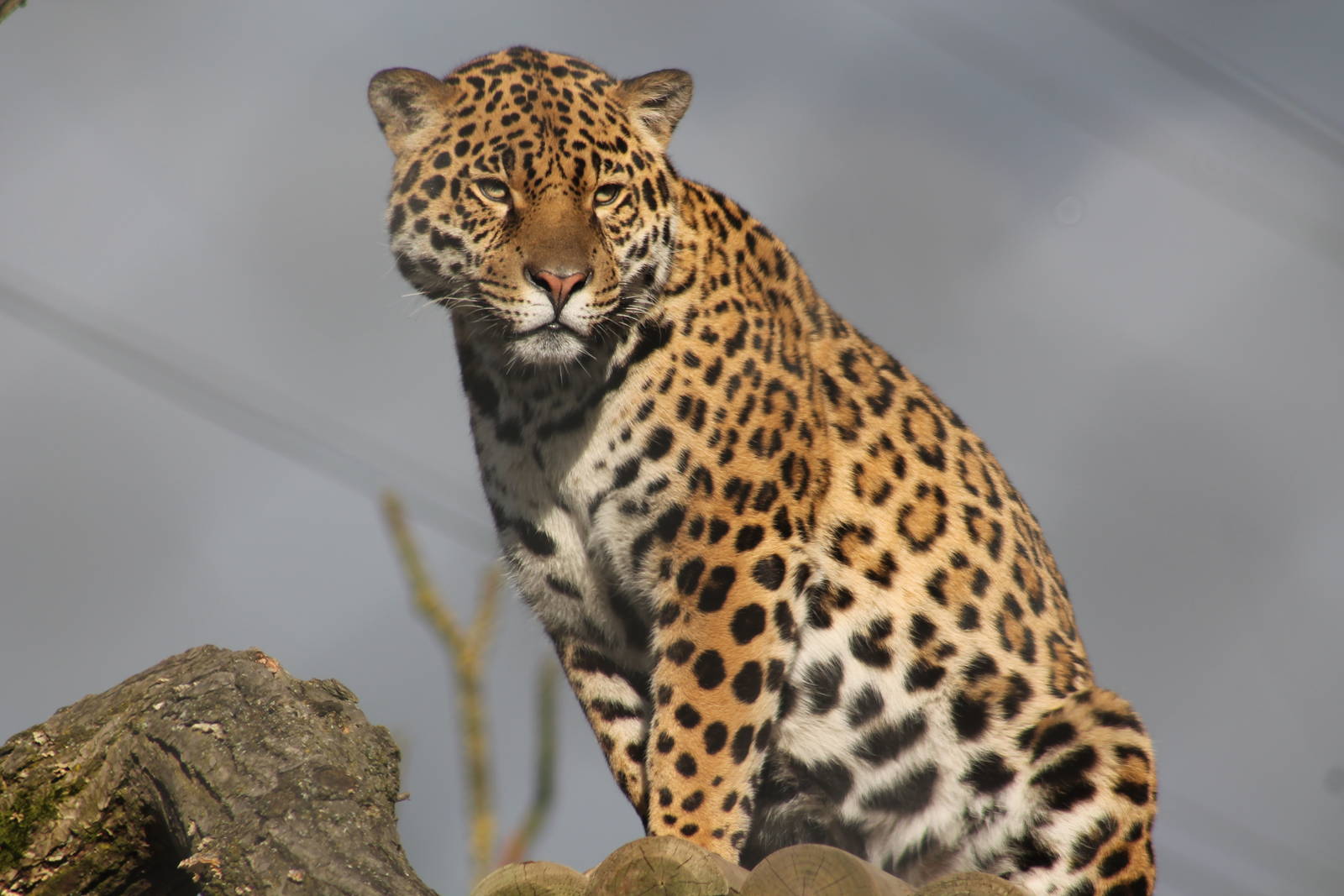 Jaguar Chester Zoo 2013