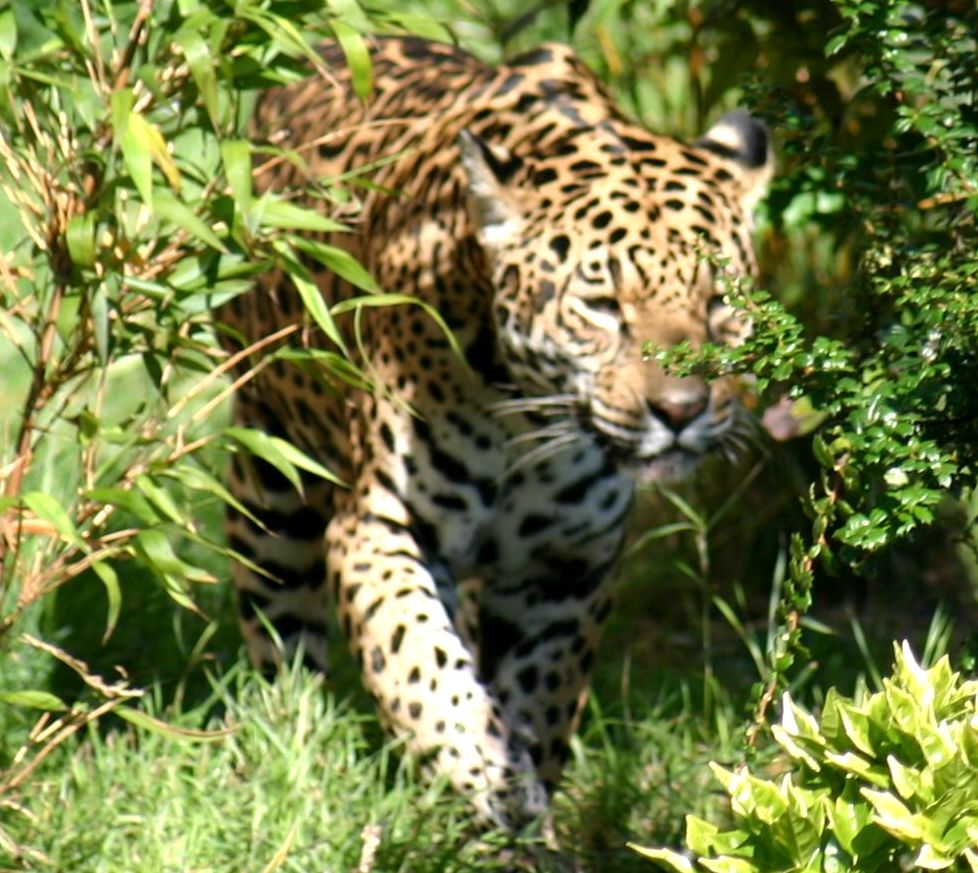 Jaguar-Chester zoo Britain