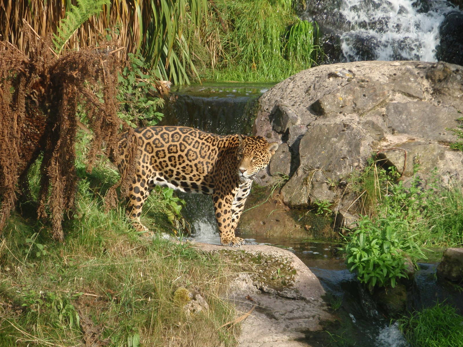 Jaguar ...Chester Zoo