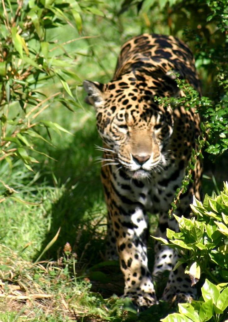 Jaguar -Chester zoo