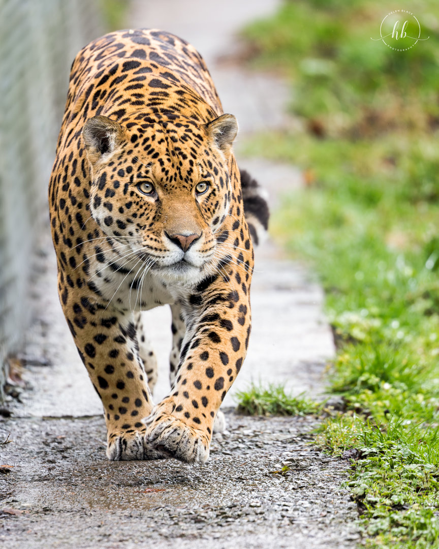 Jaguar - Chincha / Dartmoor / 11-3-23