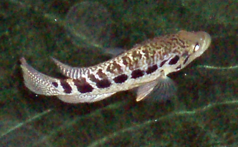 Jaguar Cichlid (Cichlasoma managuense)