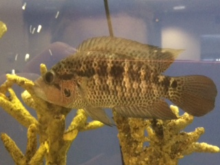 Jaguar Cichlid (Parachromis managuense)
