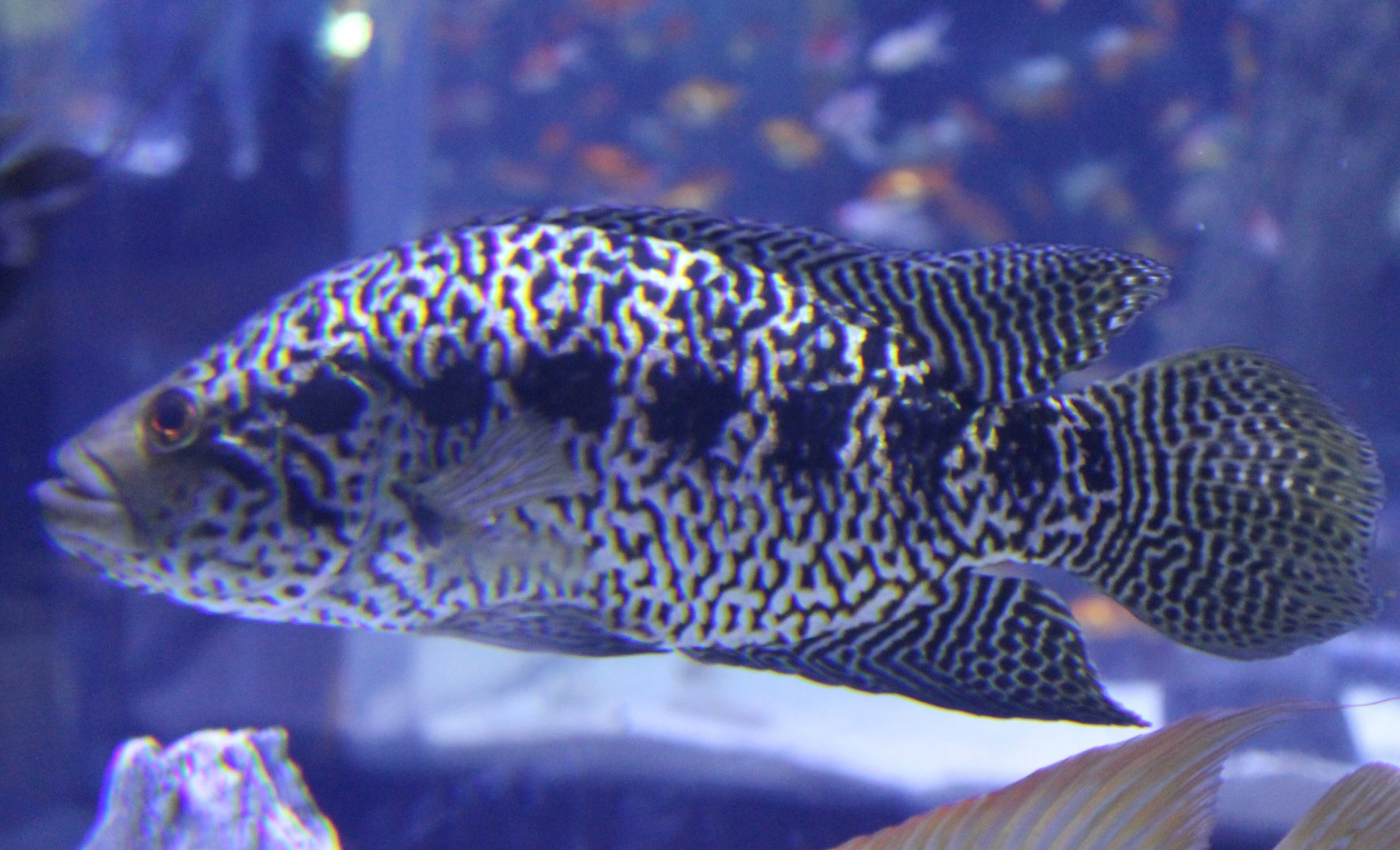 Jaguar cichlid - Parachromis managuensis