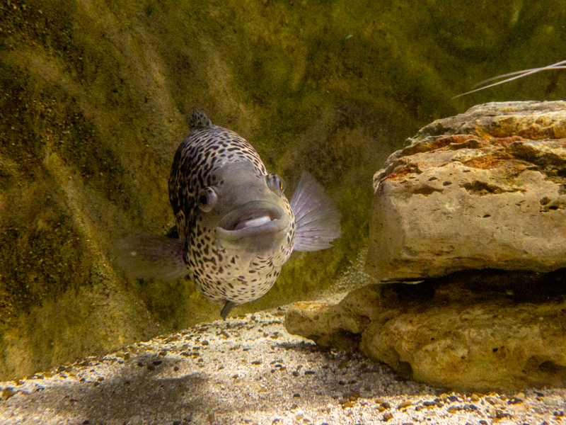 jaguar cichlid / Parachromis managuensis