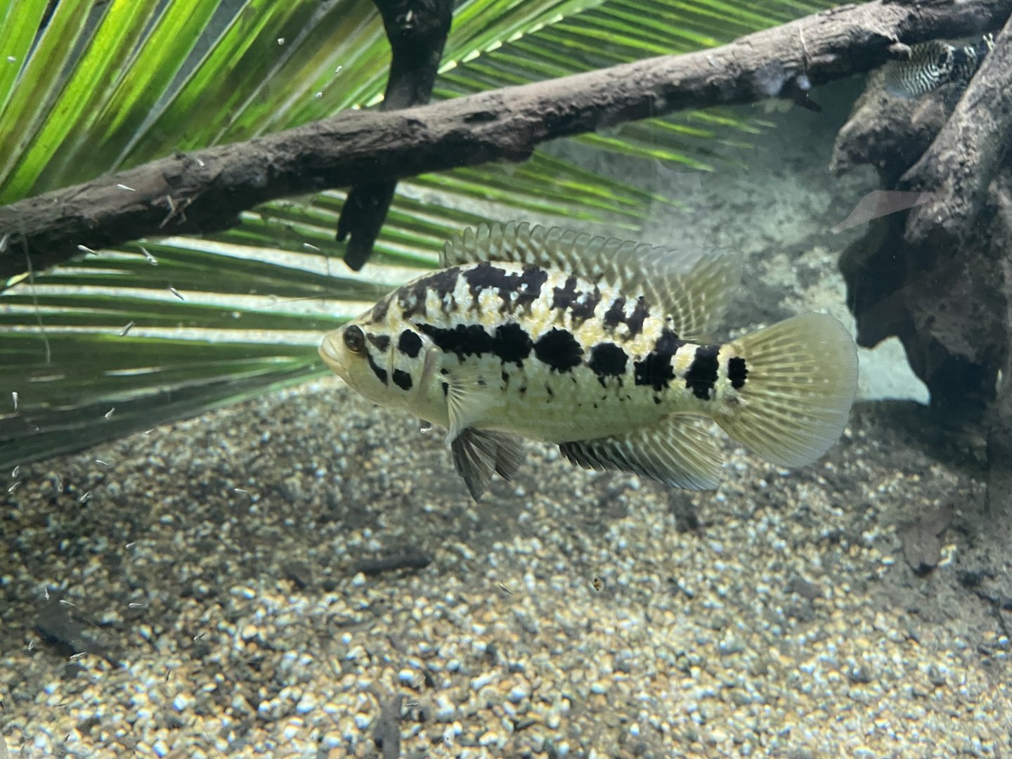 Jaguar Cichlid (Parachromis managuensis)