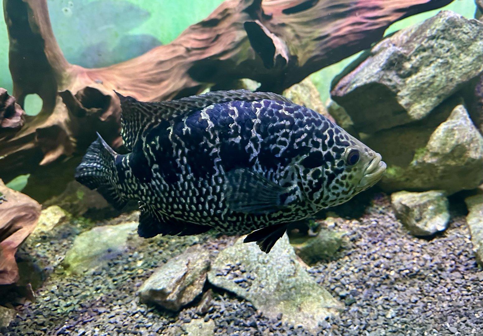 Jaguar cichlid (Parachromis managuensis)