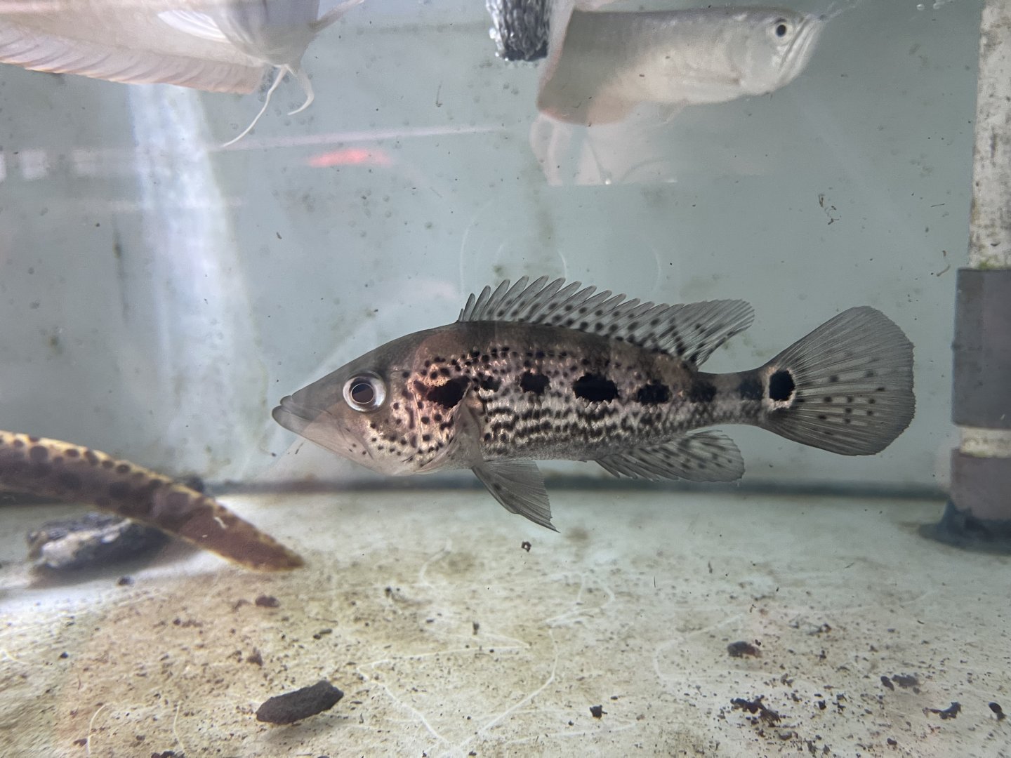 jaguar cichlid (parachromis managuensis)