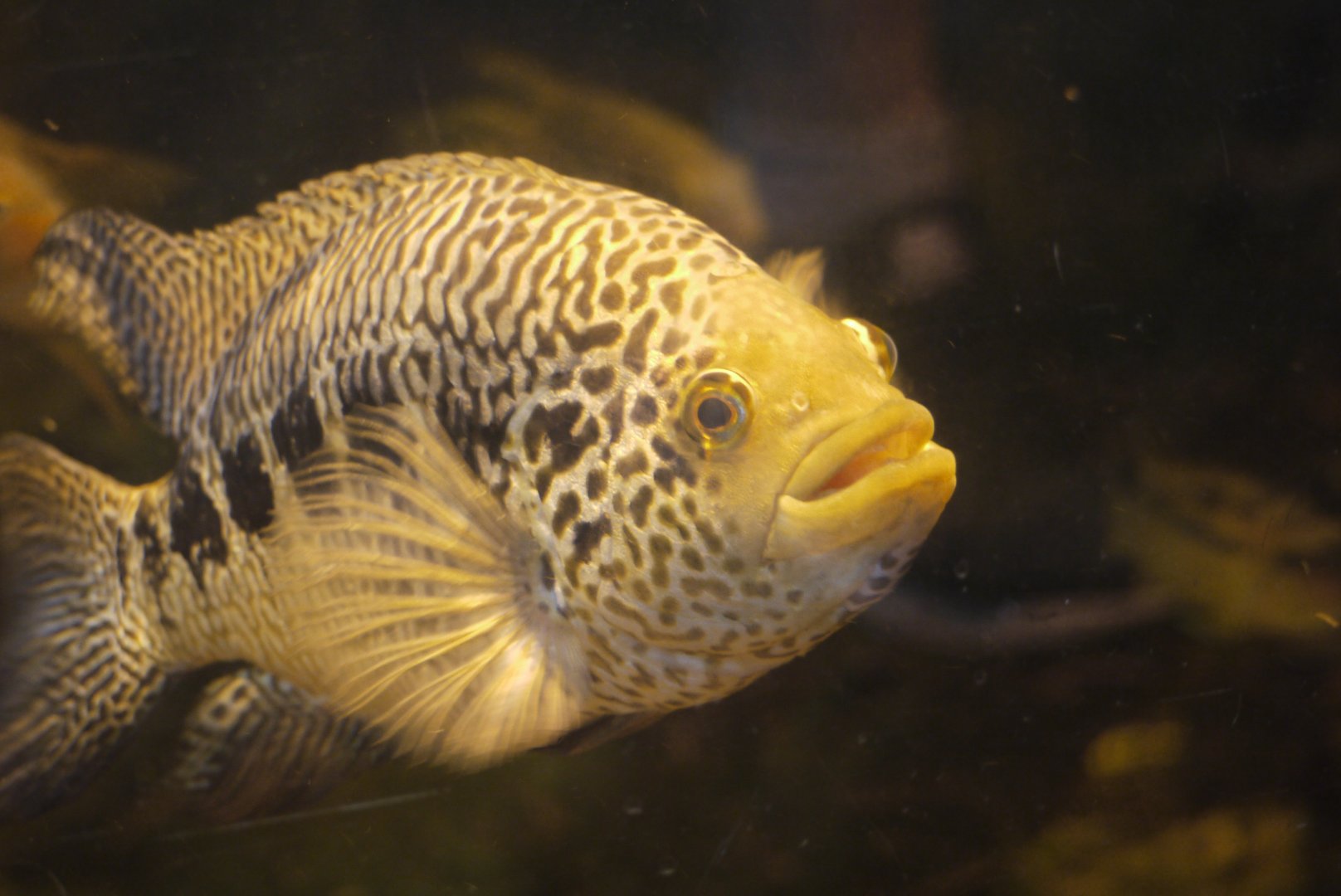 Jaguar Cichlid