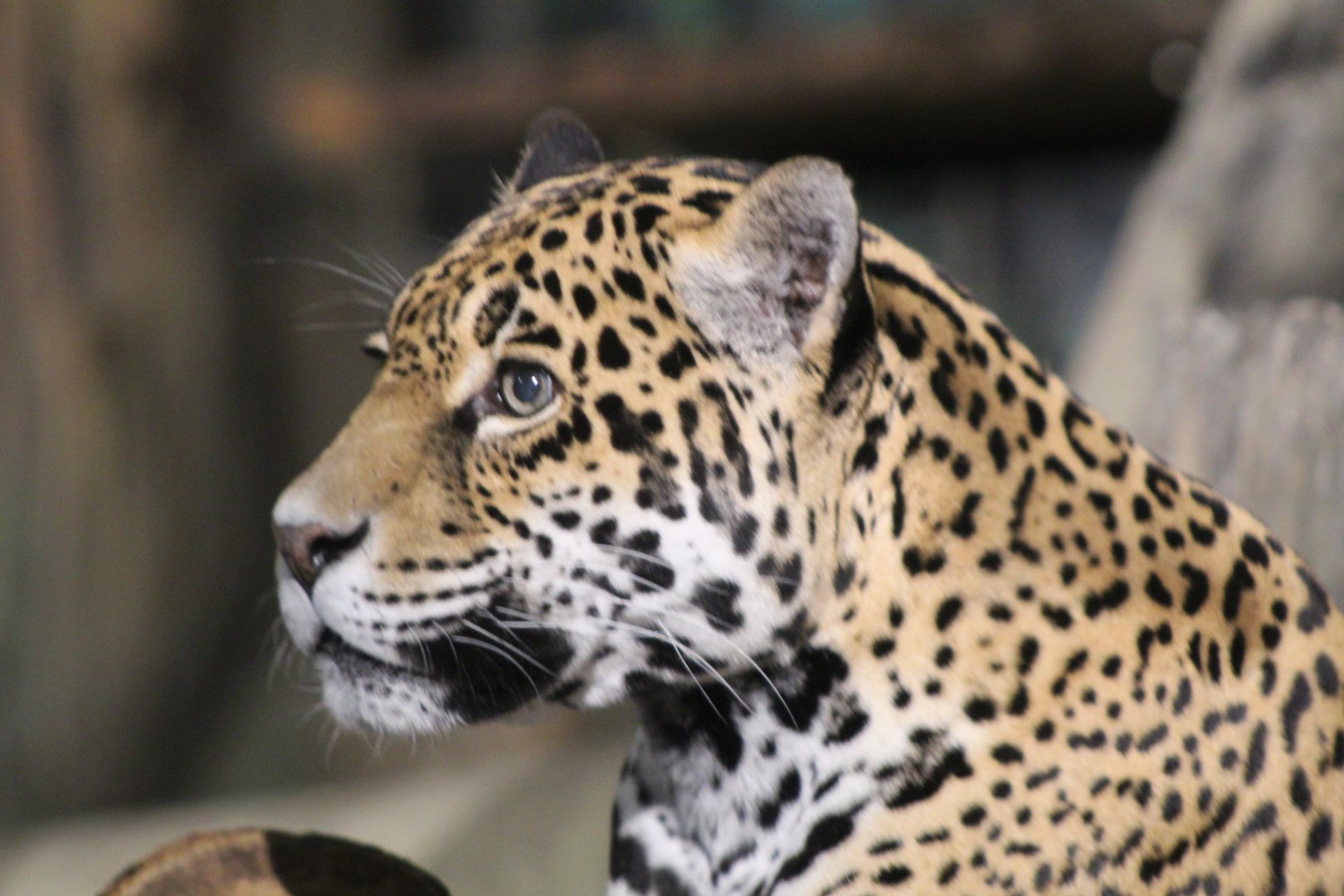 Jaguar Close-Up