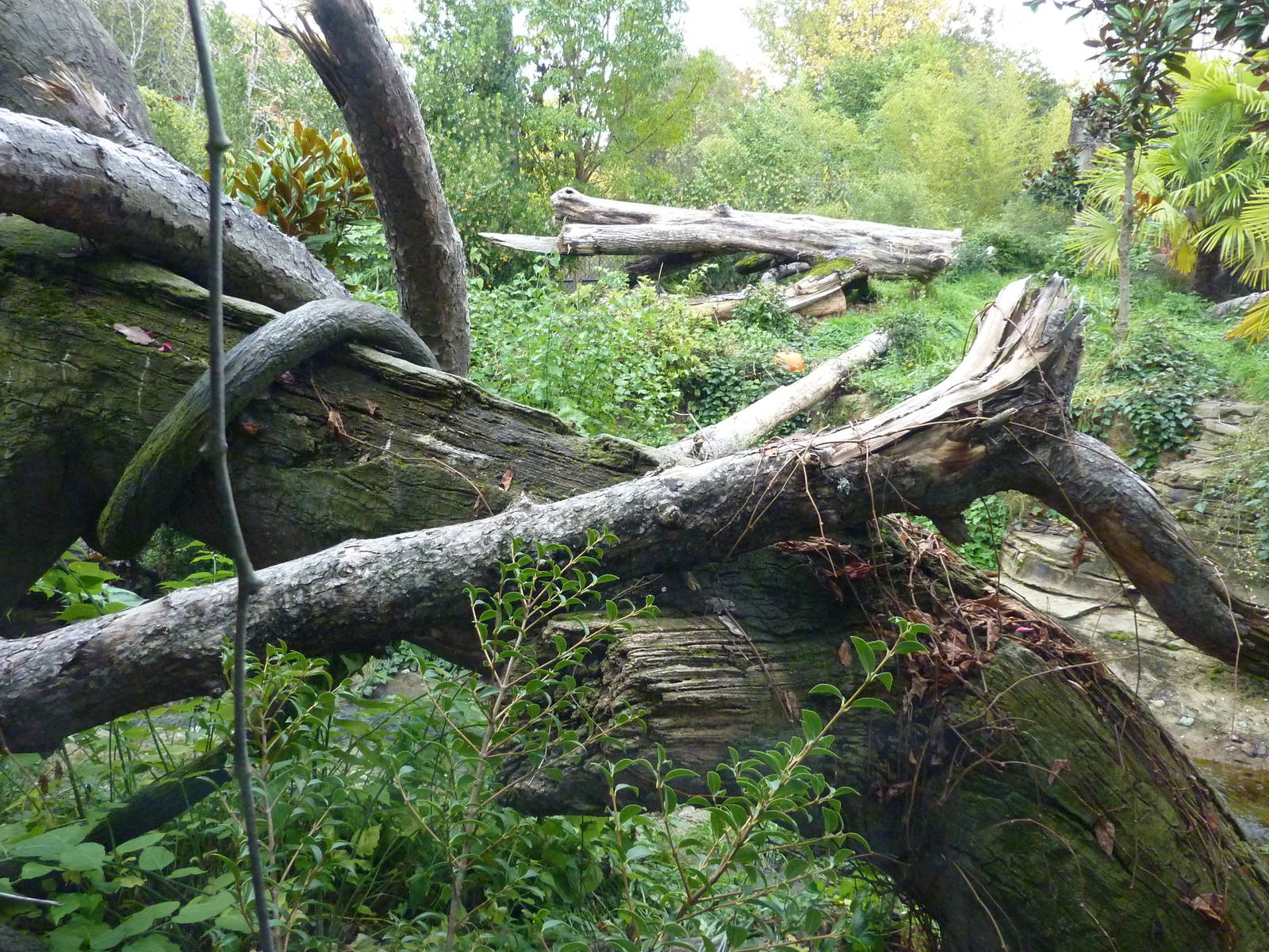 Jaguar Cove - Brilliant!