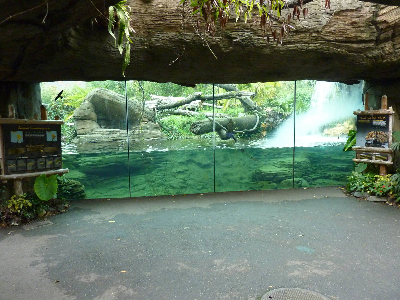 Jaguar Cove - Brilliant!