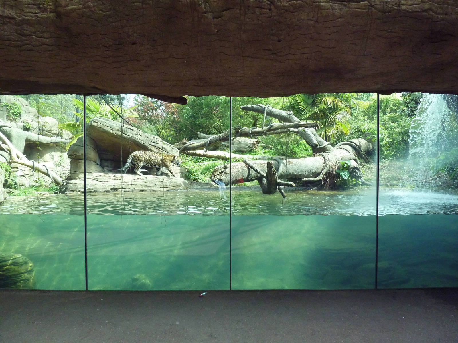 Jaguar Cove - Prowling Cat