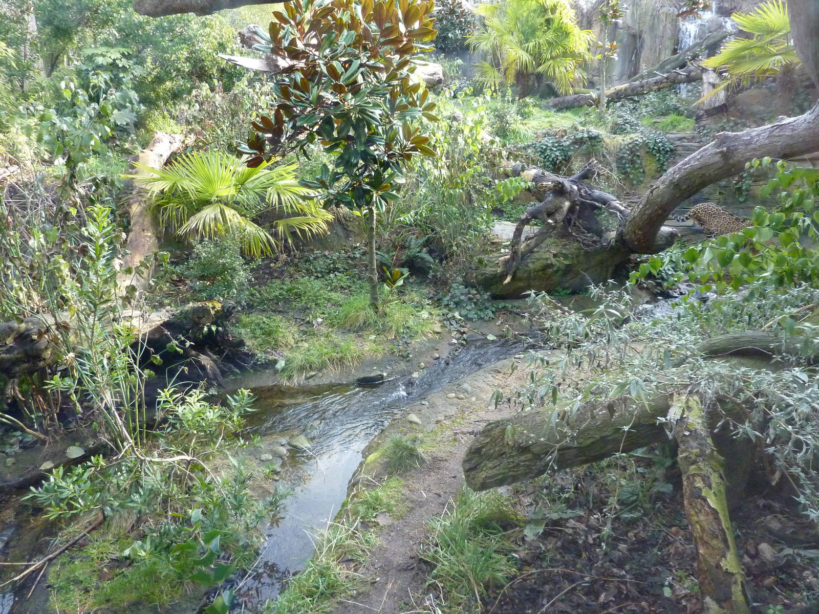 Jaguar Cove - See The Jaguar?