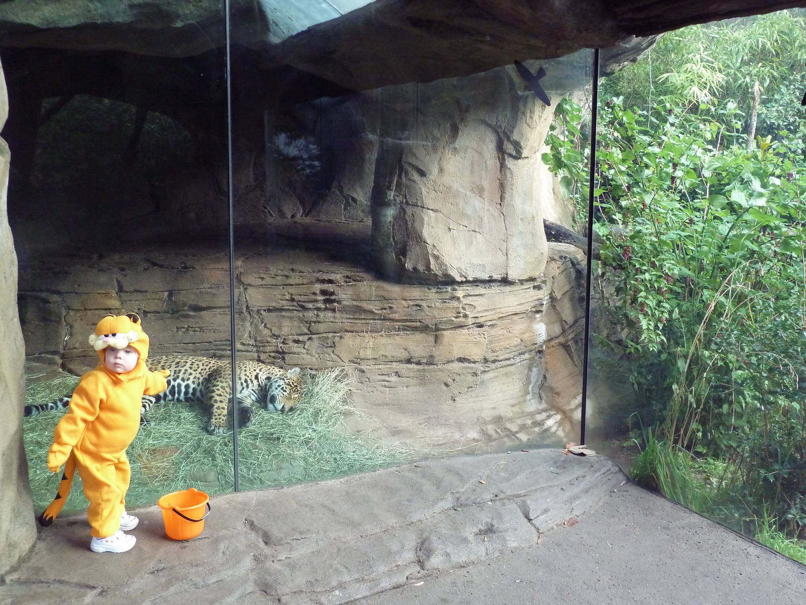 Jaguar Cove - Two Cats!