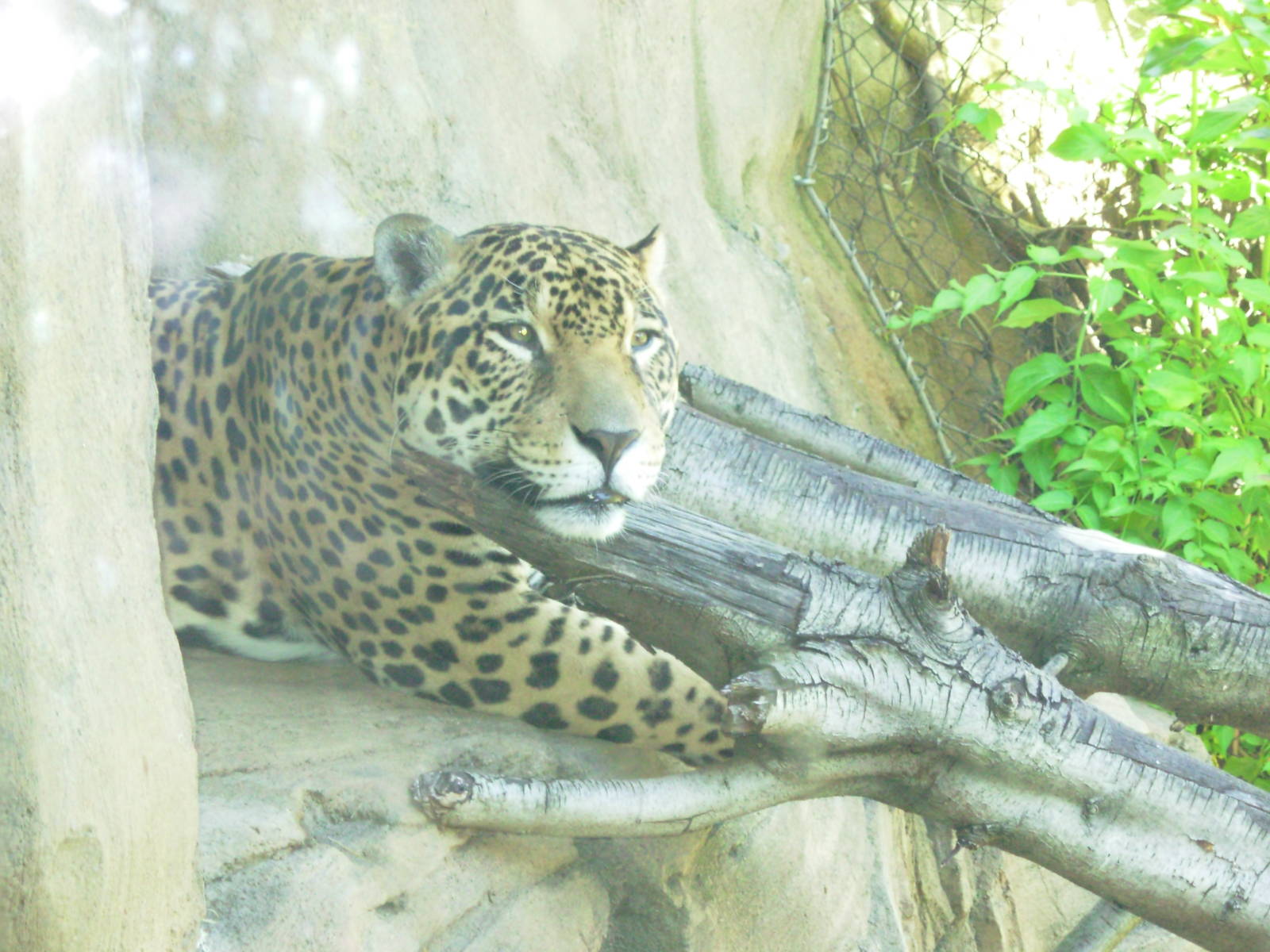 Jaguar Cove - Woodland Park Zoo