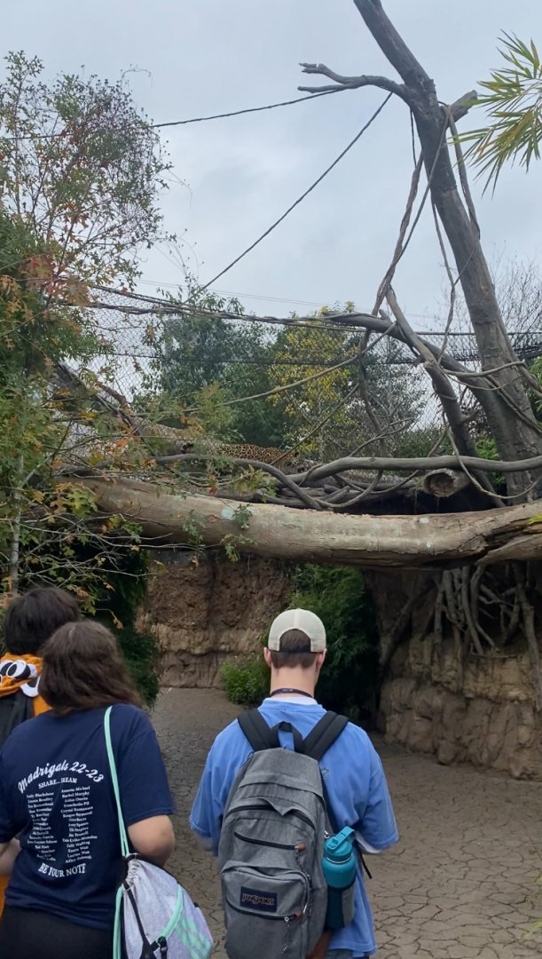 Jaguar Crossing Bridge