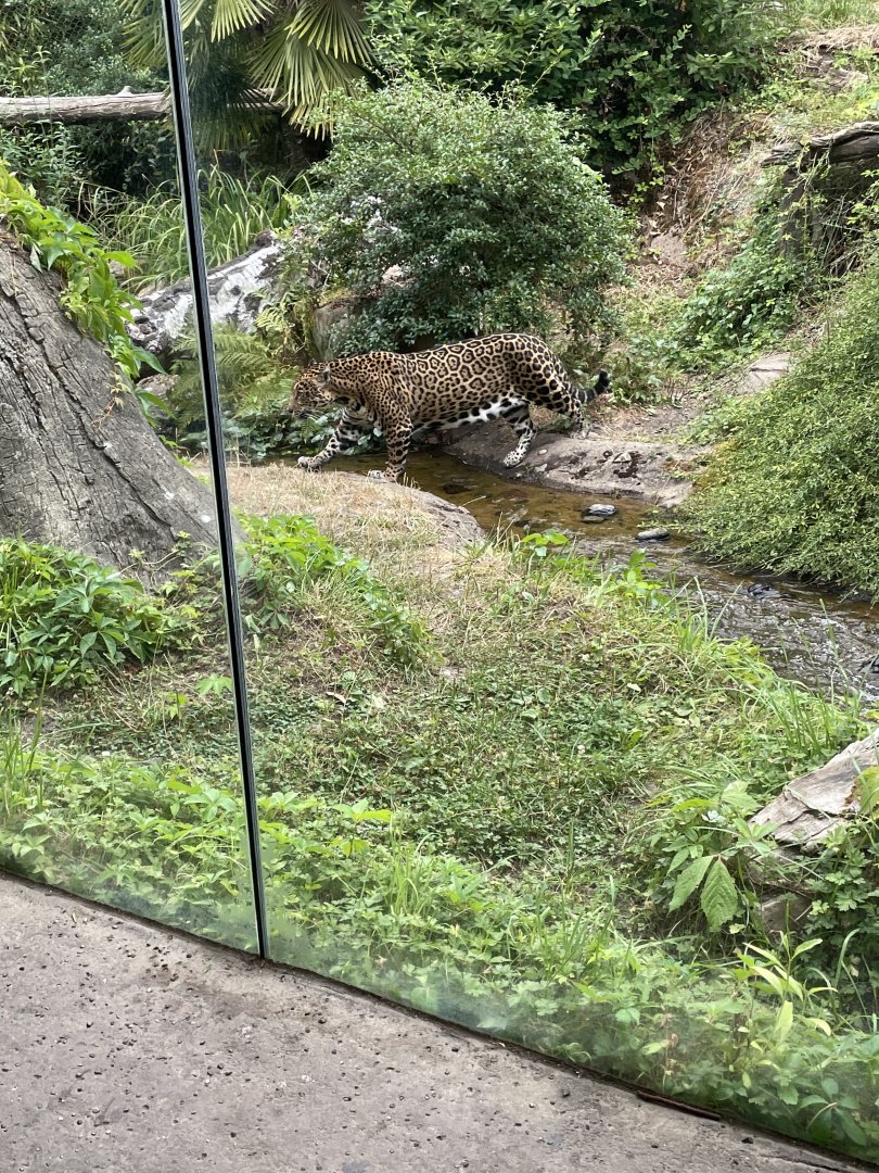 Jaguar crossing the river