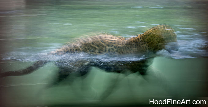 jaguar cruising stream