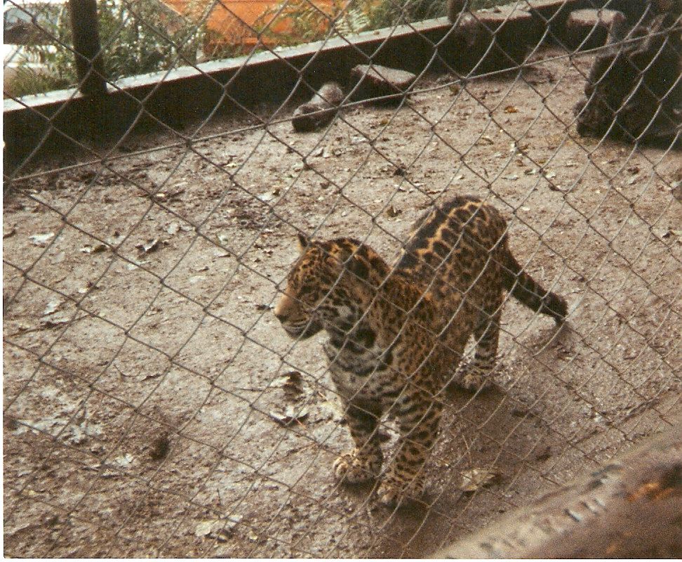 Jaguar cub at Dartmoor Wildlife Park, 4 October 1993