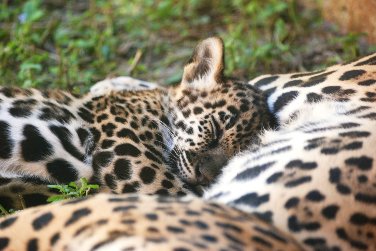 Jaguar Cub at Jacksonville, 10/10/13