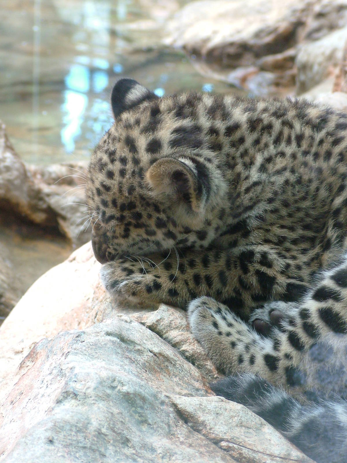 Jaguar cub at Loro Parque, 08/11/10