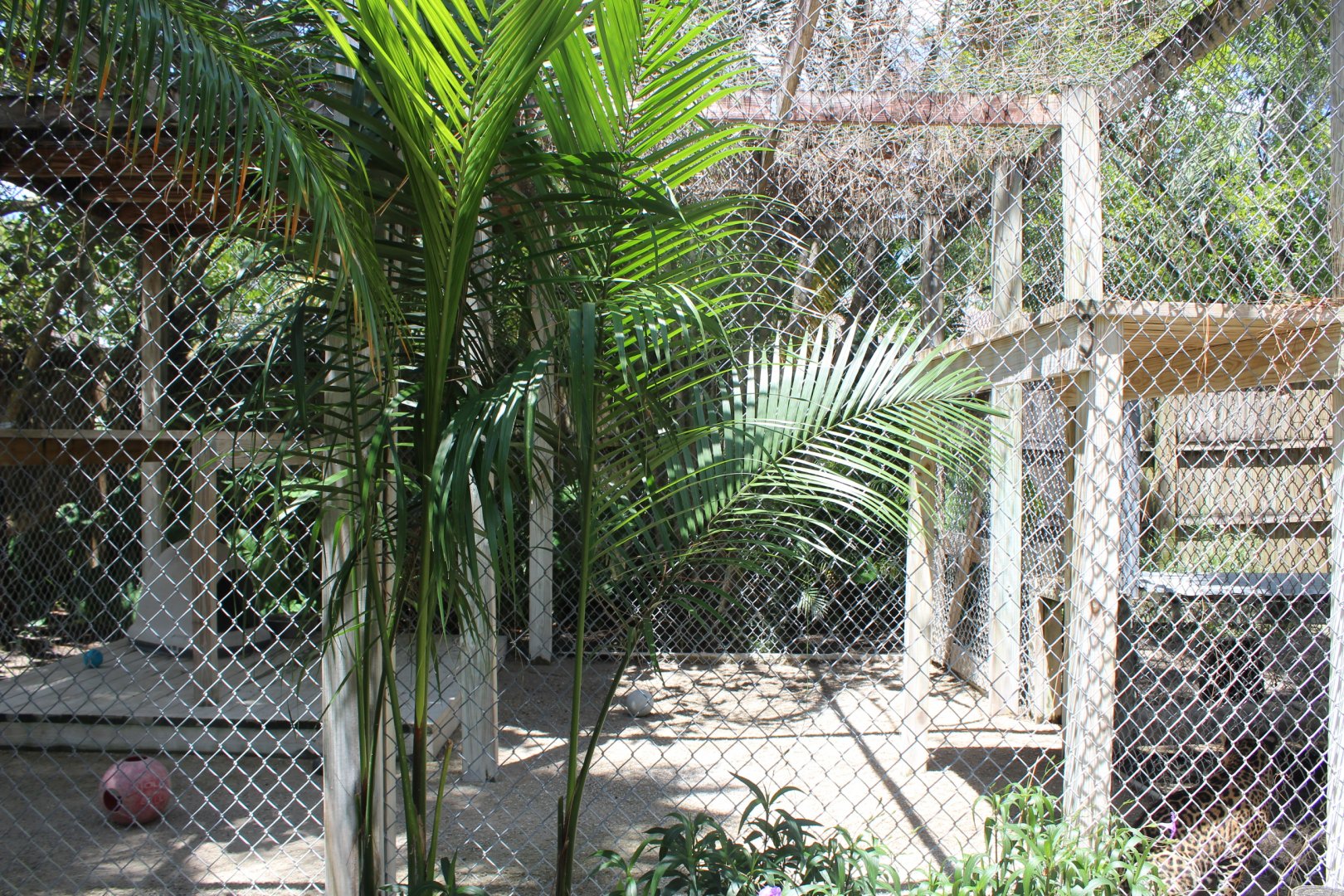 Jaguar Cub Enclosure - Mccarthy Wildlife Sanctuary