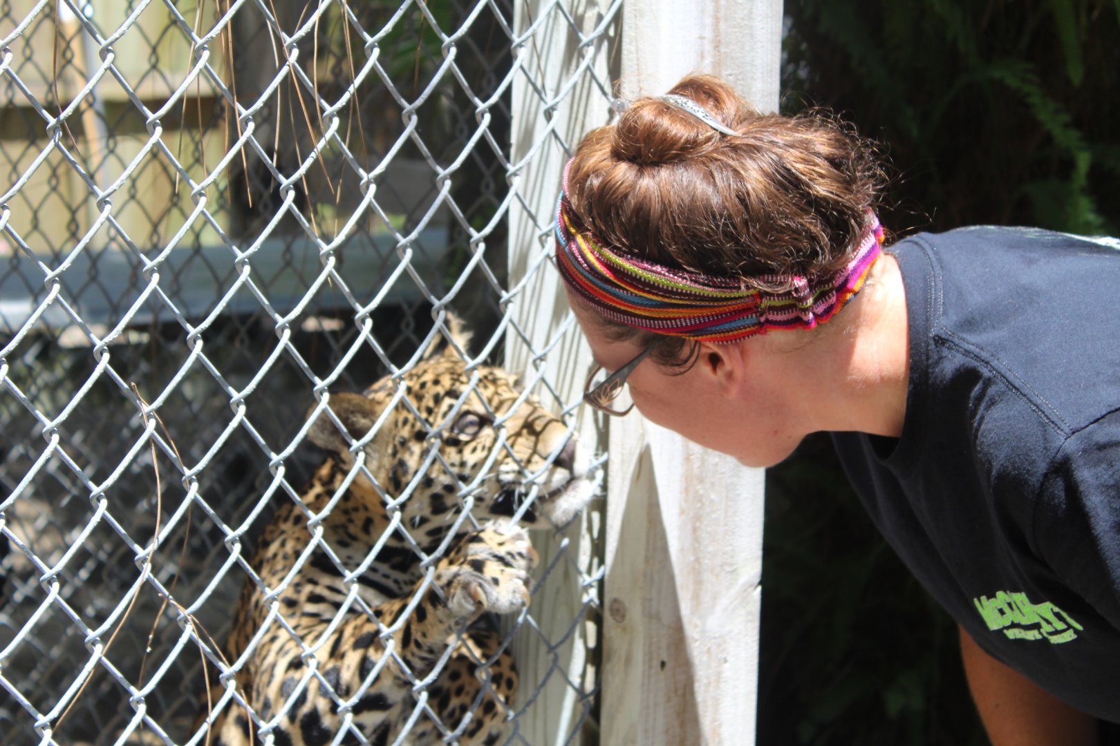Jaguar Cub Interaction - Mccarthy Wildlife Sanctuary