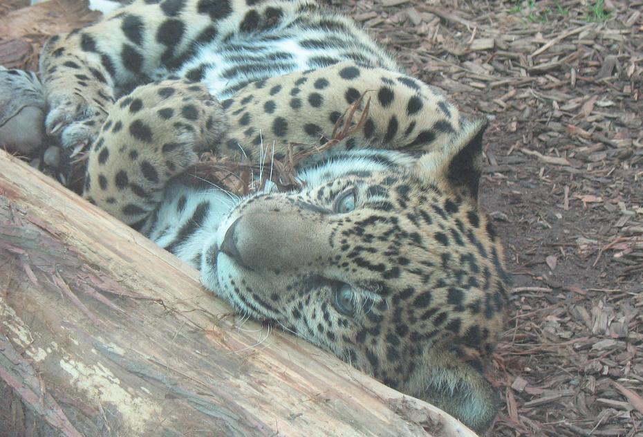 jaguar cub Lucha