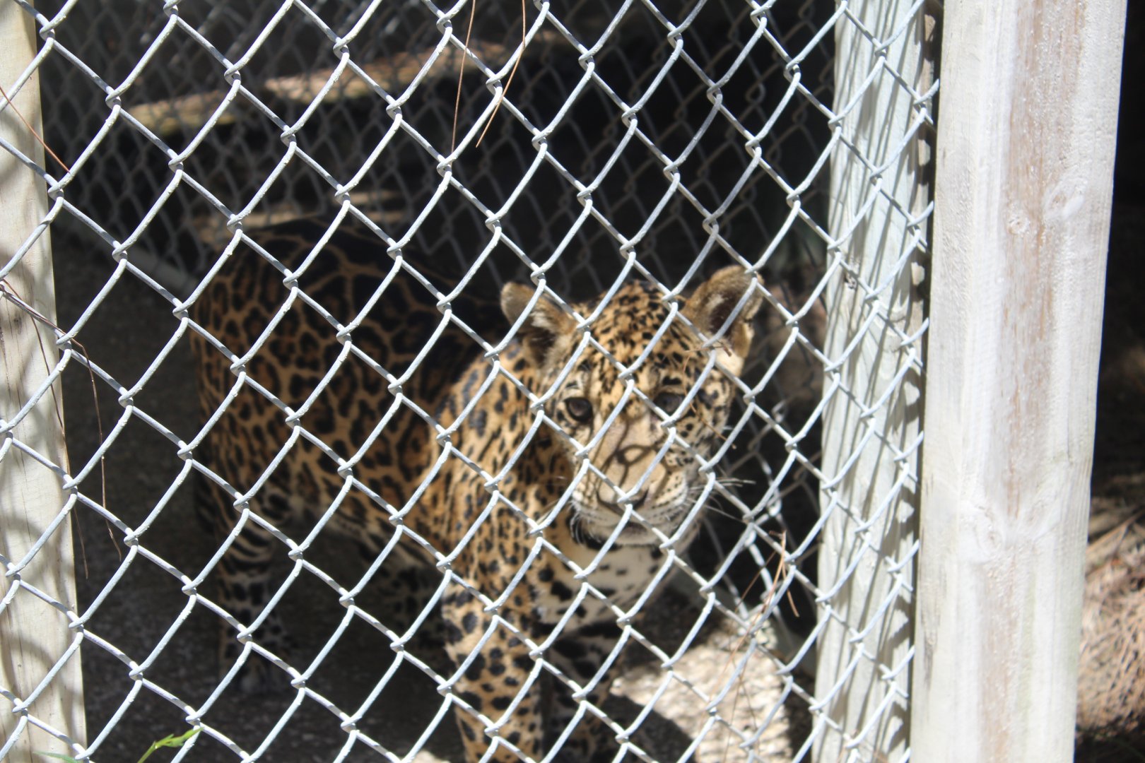 Jaguar Cub - Mccarthy Wildlife Sanctuary