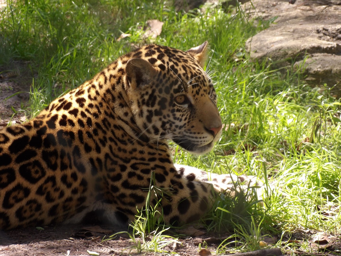 Jaguar cub(Panthera onca)