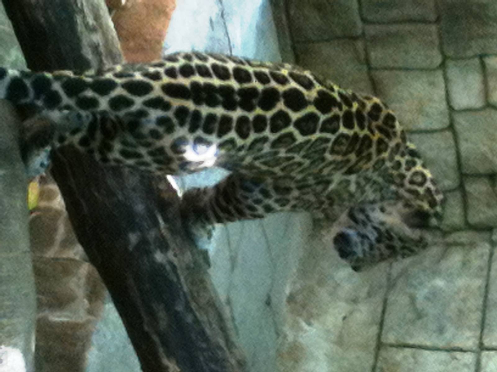 Jaguar Cub - Sept. 2012