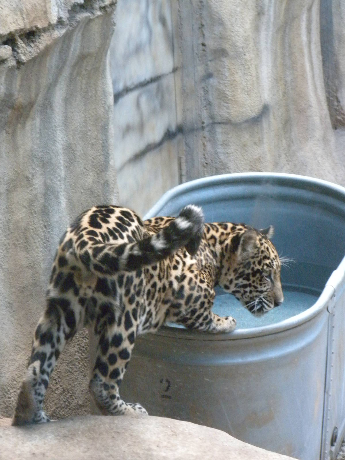 Jaguar cub