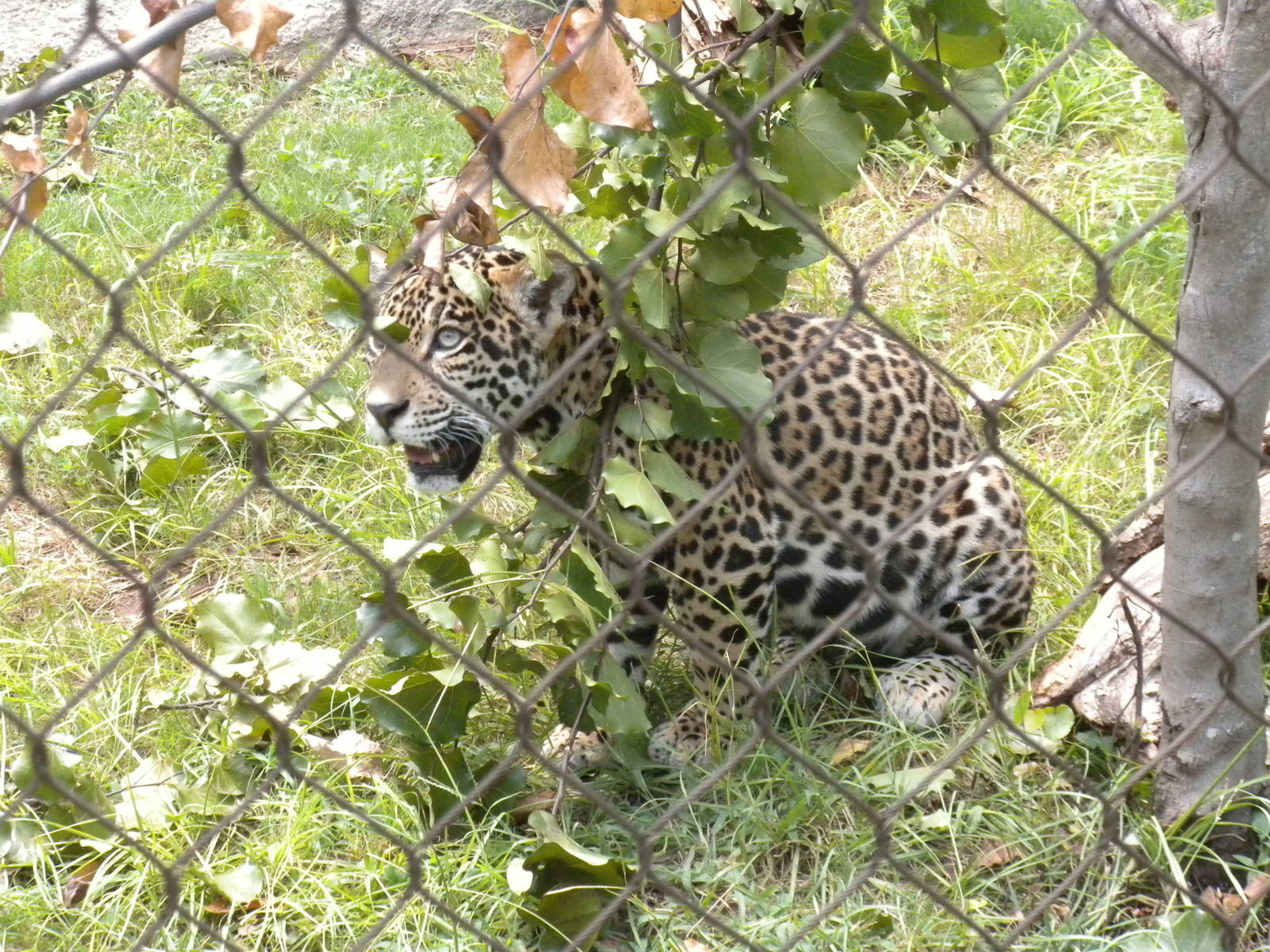 Jaguar cub